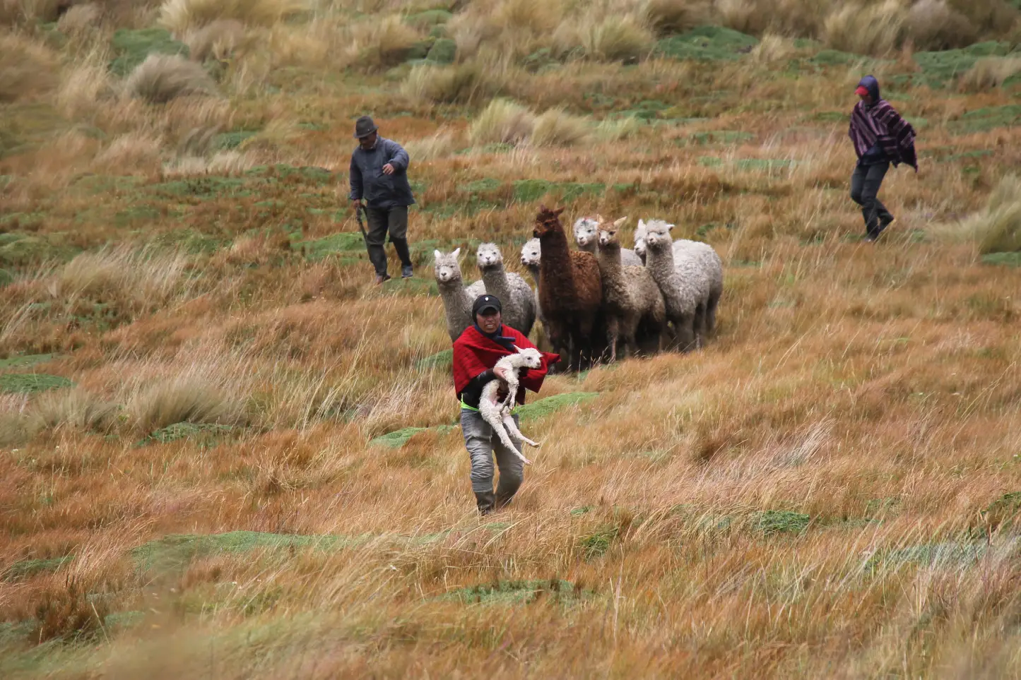 Alternativas económicas para propietarios de alpacas, en Ecuador