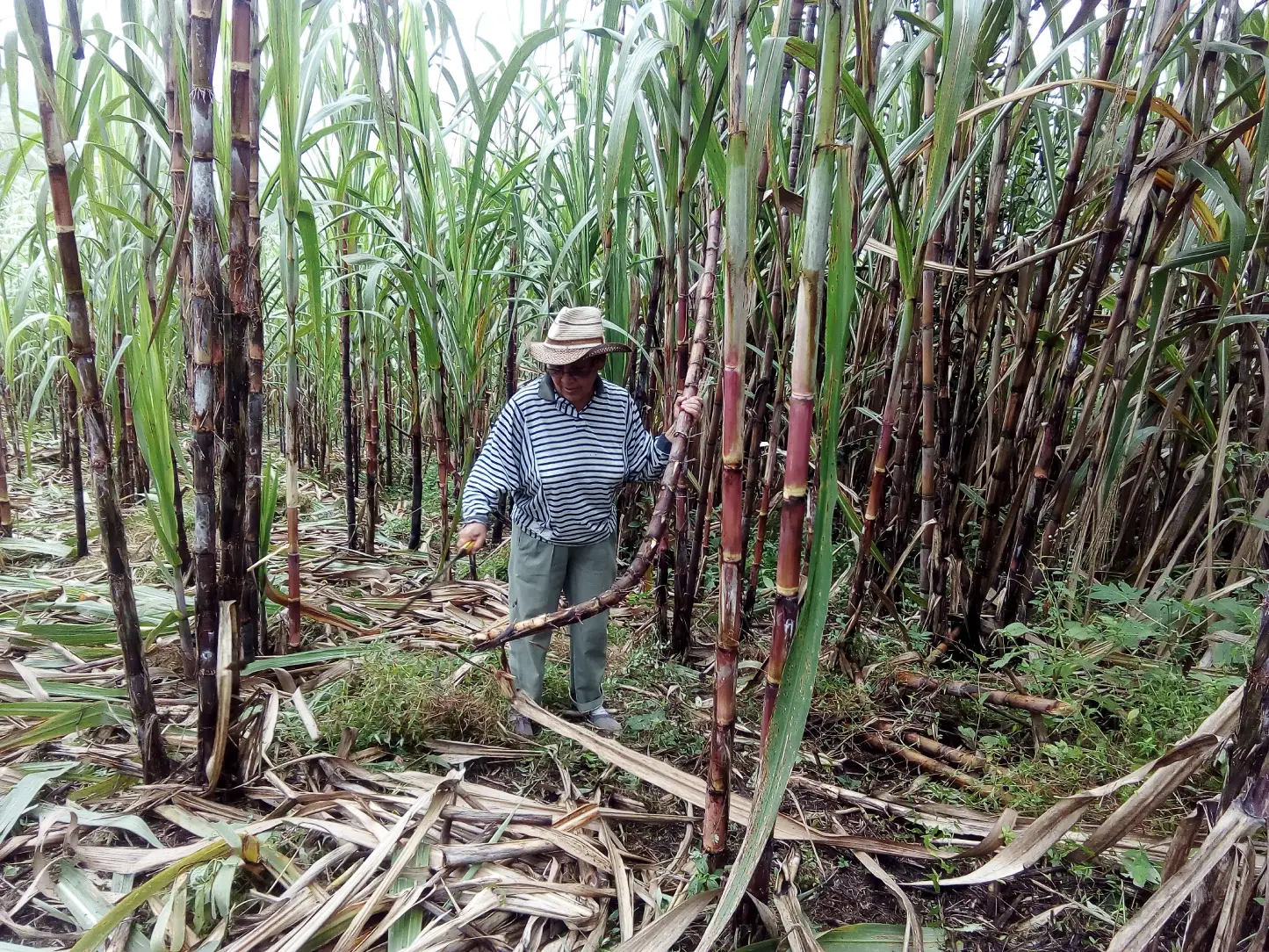 Apoyo a productores de caña de azúcar afectados por el “Niño costero”, Ecuador