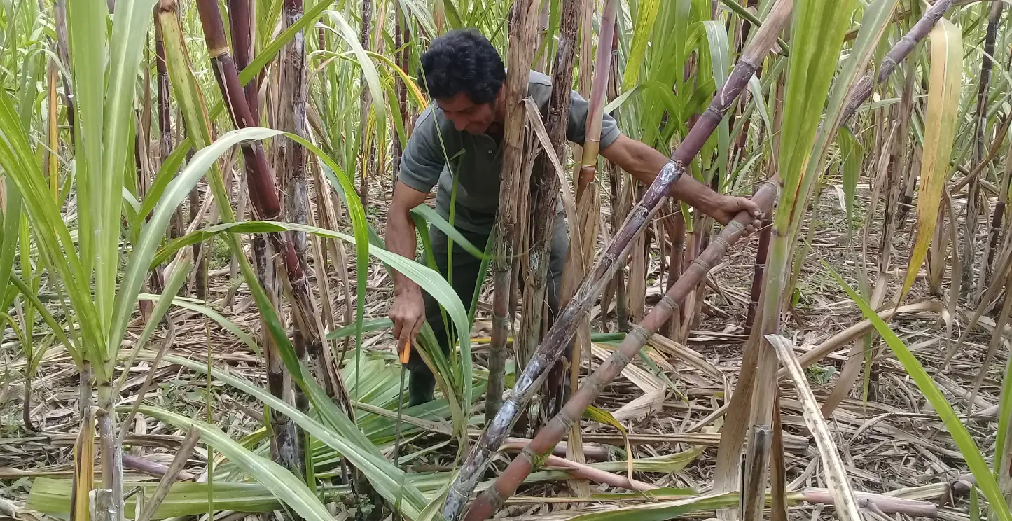 Apoyo al emprendimiento de productores de caña de azúcar, Ecuador