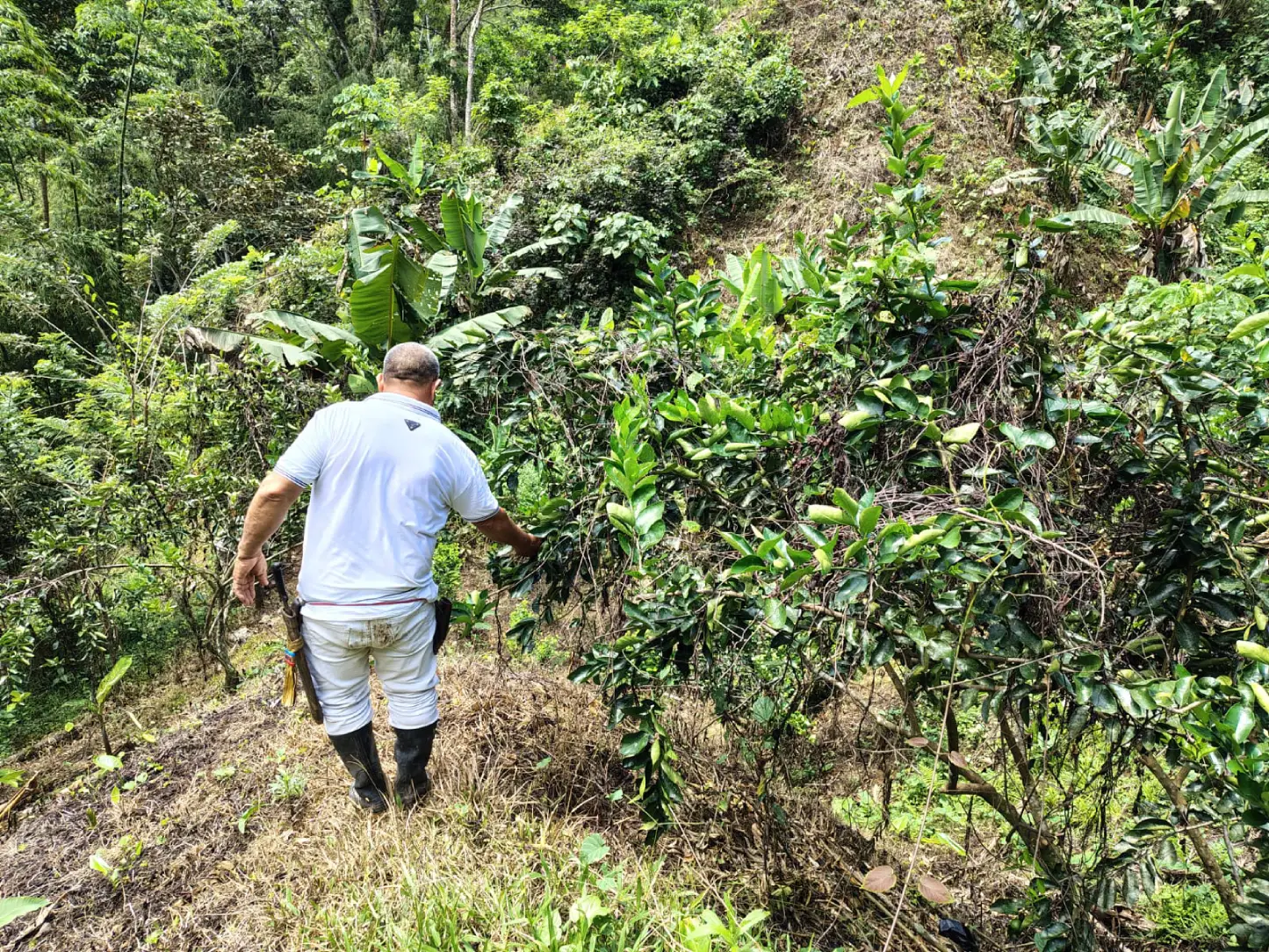Economic development of lemon producers in Sonsón, Antioquia